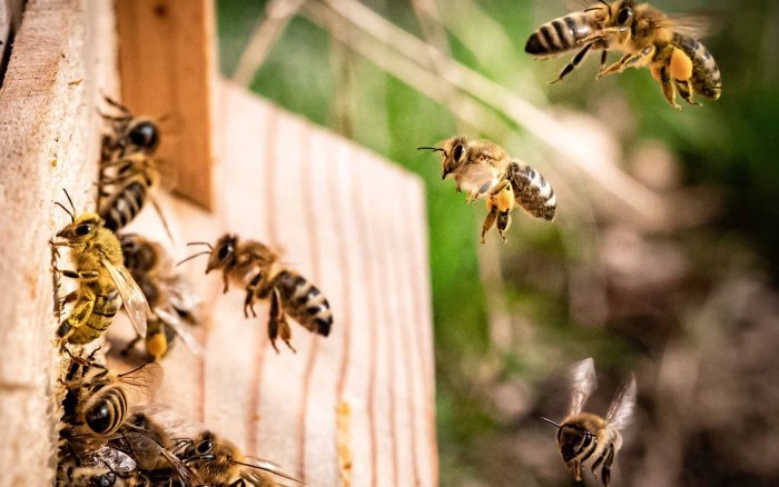 Purgers Honigmanufaktur, Bienen vor Bienenstock