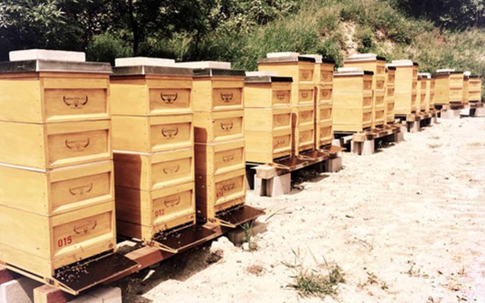Purgers Honigmanufaktur, Bienenstöcke auf der Königswarte